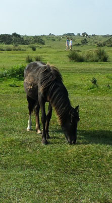 Bodmin Poney