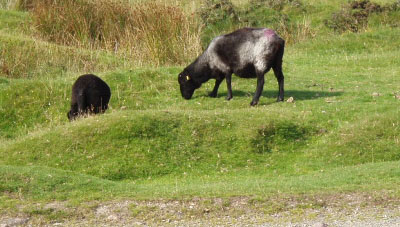 Bodmin Sheep