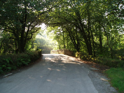 Tunnel of Trees