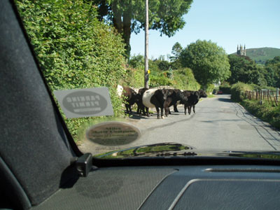 Cows on the Road