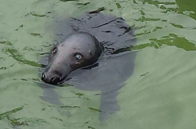 Seal