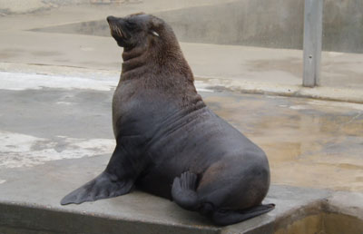 Fur Seal