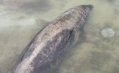 Old Seal