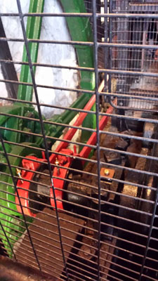 Fly Wheel