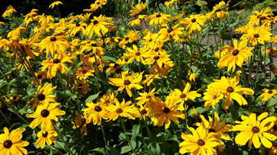 Cone Flowers